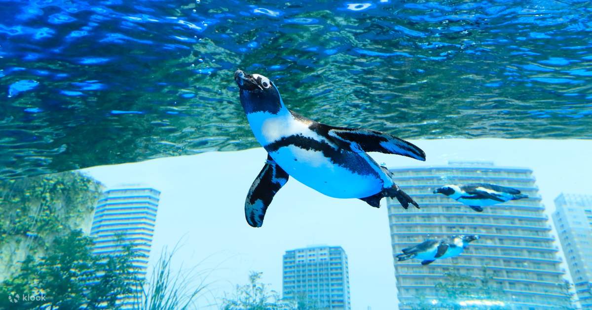 楽天市場】【ふるさと納税】チケット サンシャイン水族館